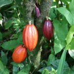 Agriculture & Elevage